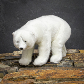 Dashboard Icebear ( walking)