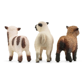 42660 3 schapenvriendjes. Binnenkort verwacht.