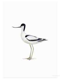 Avocet