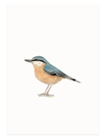 Nuthatch watercolor