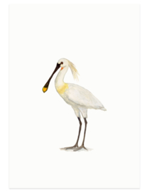 Spoonbill