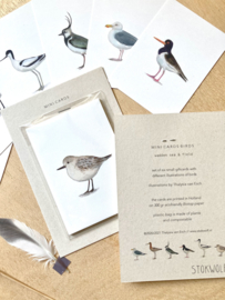 mini card | Oyster catcher