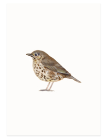 Song thrush