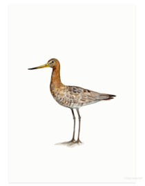 Black-tailed godwit