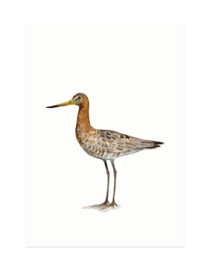 mini card | Black-tailed godwit