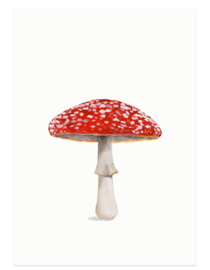 Fly amanita