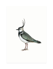 mini card | Lapwing