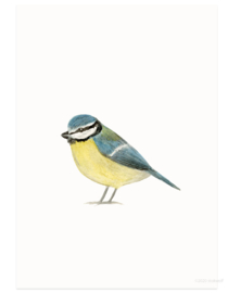 Blue tit aquarel