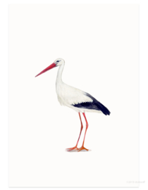 Stork