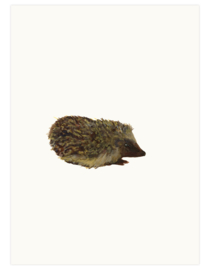 print | Hedgehog