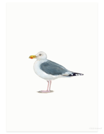 Herring gull