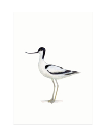 mini card | Avocet