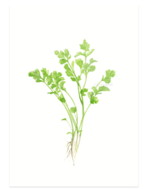 Coriander