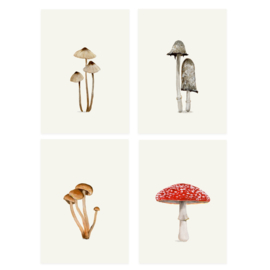 Mycena