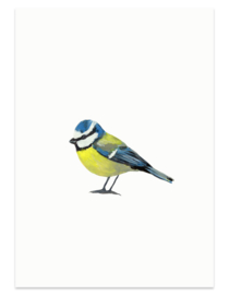 Blue tit