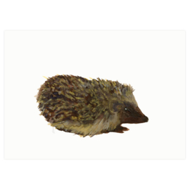 Hedge hog