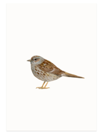 Hedge sparrow