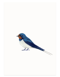 Barn swallow