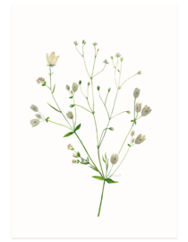 Nordic flowers cream