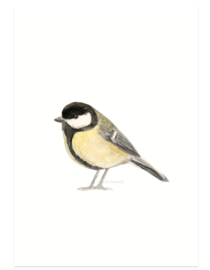 Great tit watercolor