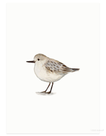 Sanderling