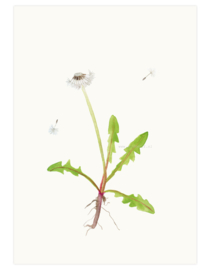 print | Dandelion