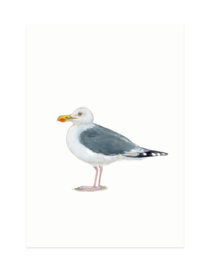 mini card | Herring gull
