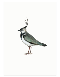 Lapwing