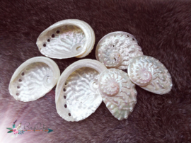 Abalone schelp wit parelmoer small