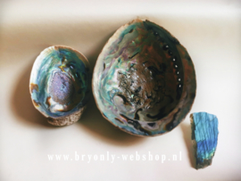 Abalone smudgeschelp uit Nieuw Zeeland XL