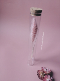 Droogbloem in glazen buis 20 cm |Pink