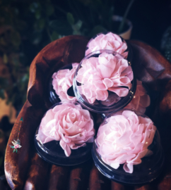 Sola Lotus Dahlia pink | Bedankje