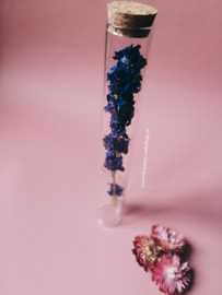 Droogbloem in glazen buis 20 cm | purple