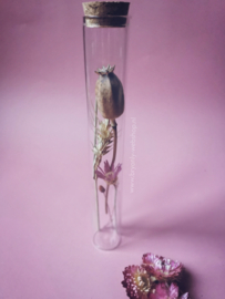 Droogbloem in glazen buis 20 cm | nature