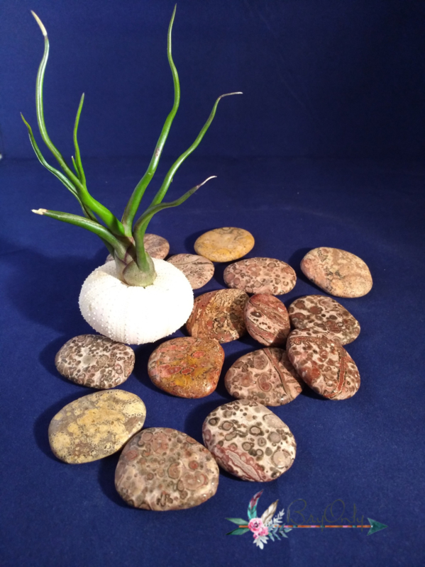 Platte steen Luipaardjaspis medium