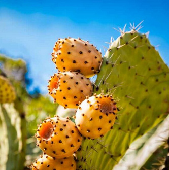 Cactus vijg super gezond en verfrissend van smaak van House of Crete