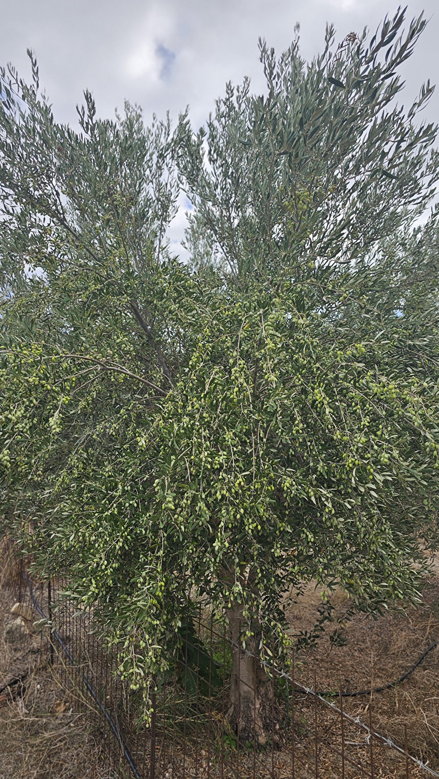De olijfbomen hangen vol met olijven van House of Crete