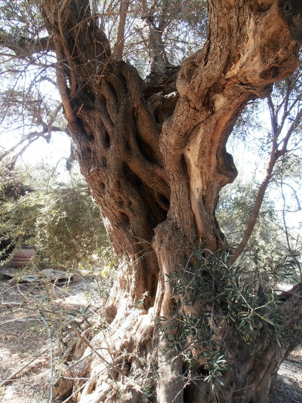 Onze oudste olijboom van House of Crete 750 jaar oud