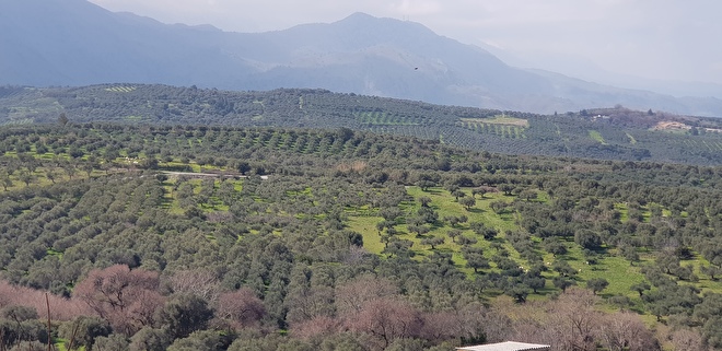 Onze olijfgaarden in Episkopi