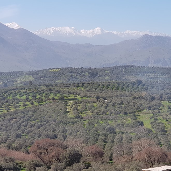 Zover het oog reikt zie je onze olijfgaarden van House of Crete puur natuur in Episkopi