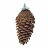 Back Zoo Nature Foraging Pinecone