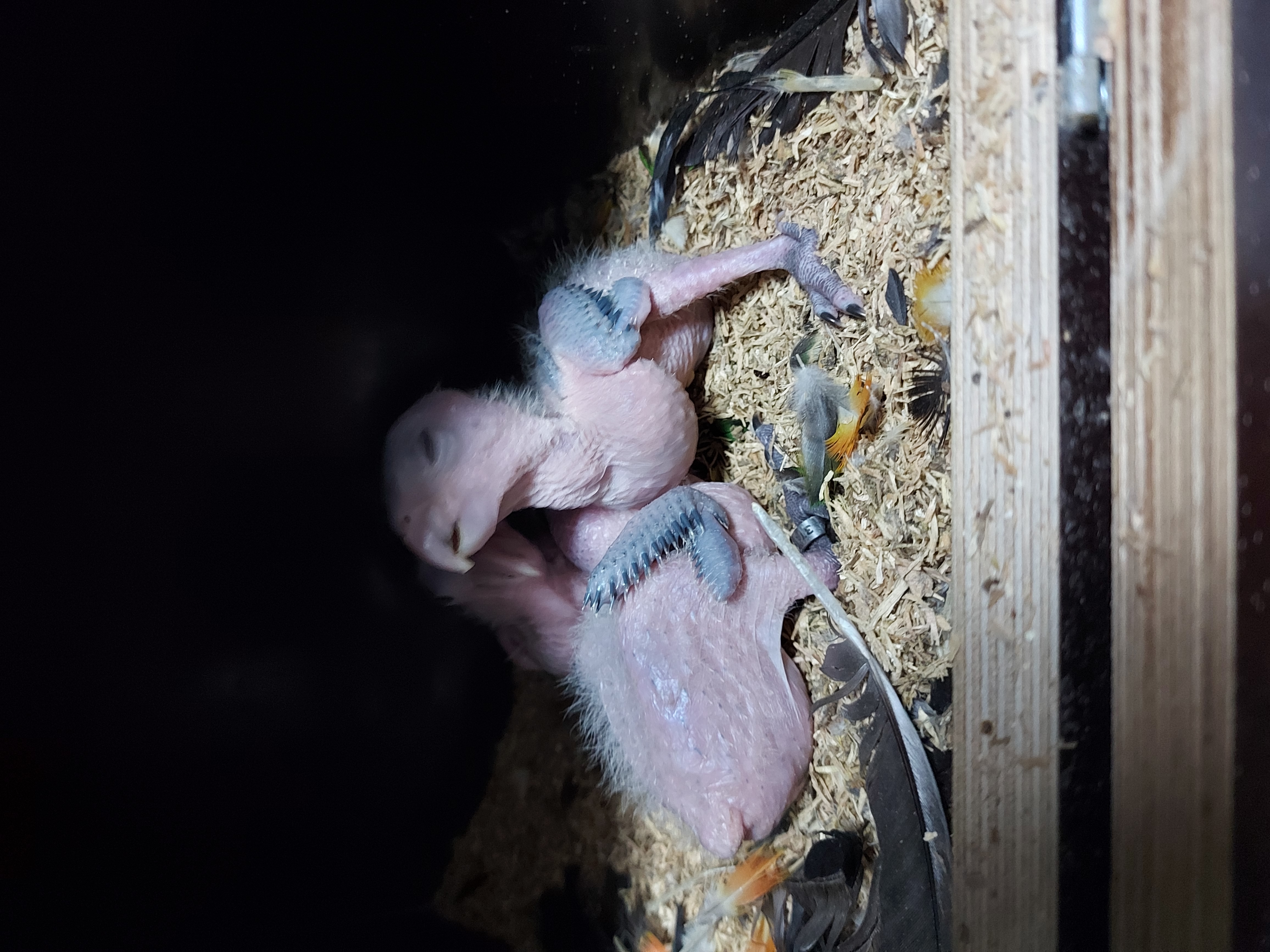 Zwartkop caique