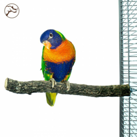 Back Zoo Nature Corky Perch Medium