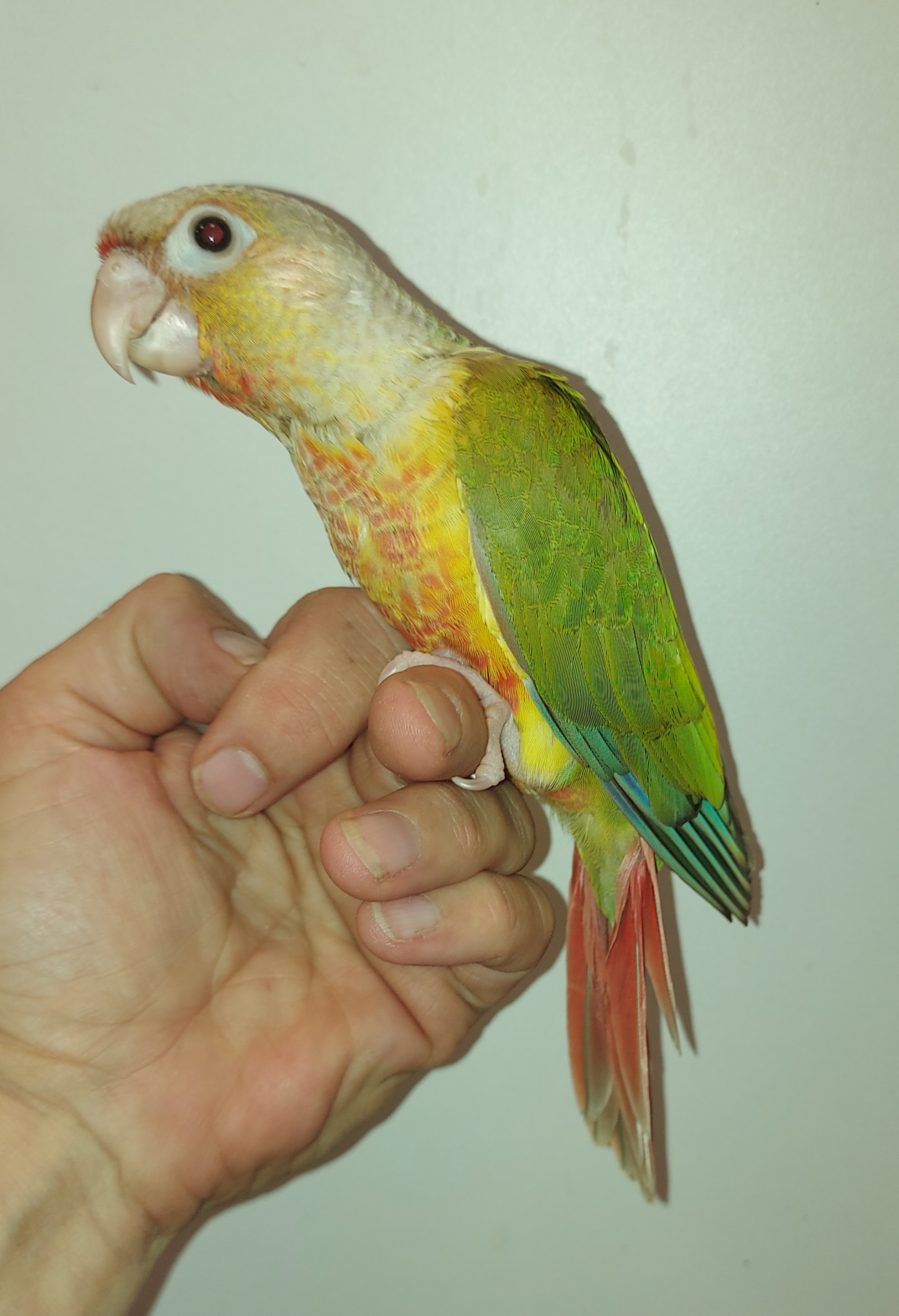 jonge pyrrhura's