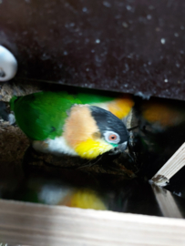 Zwartkop caique