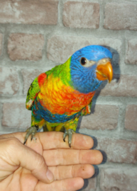 lorie van de blauwe bergen
