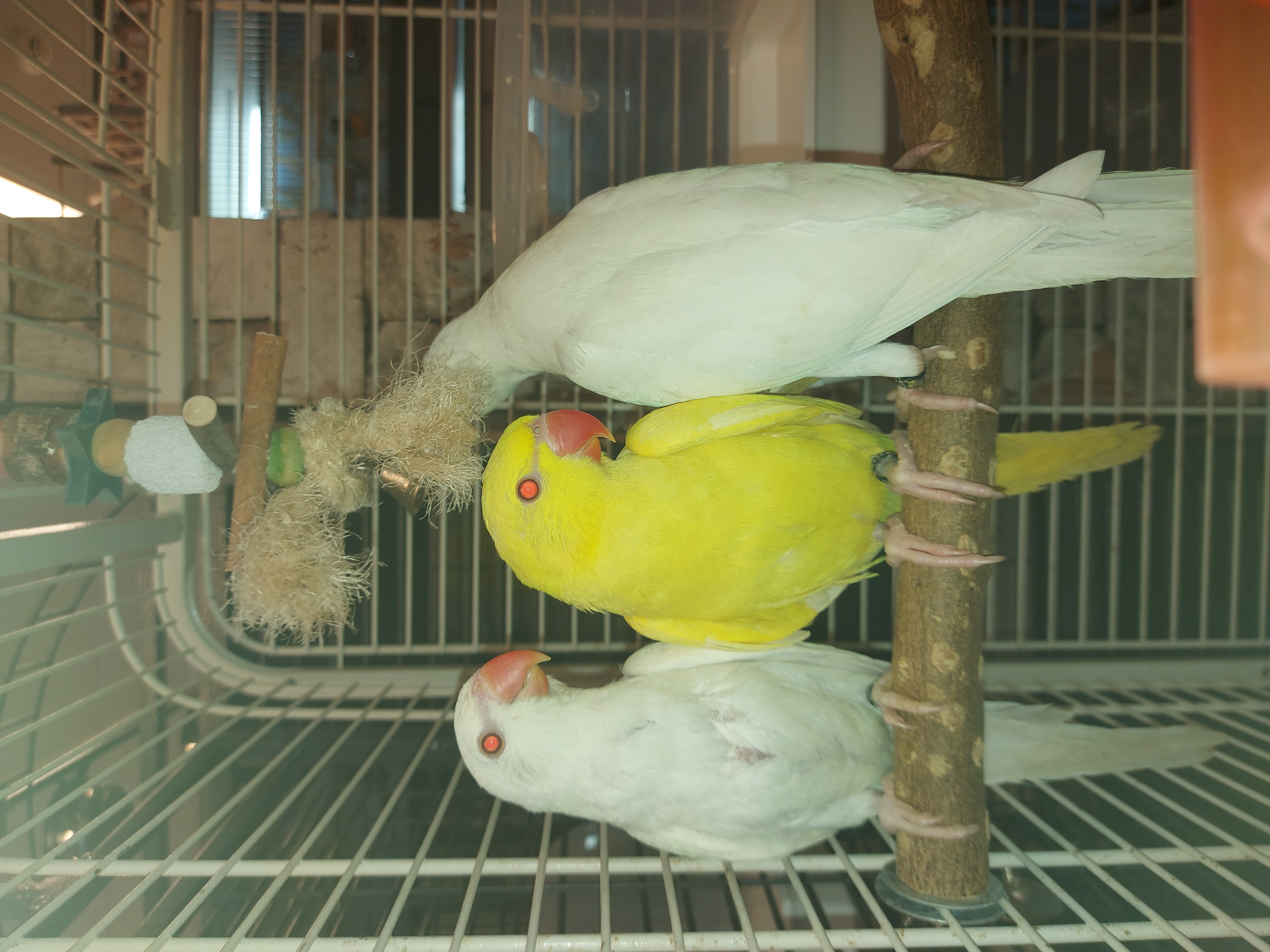 jonge Halsband parkiet