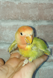Agapornis roseicollis