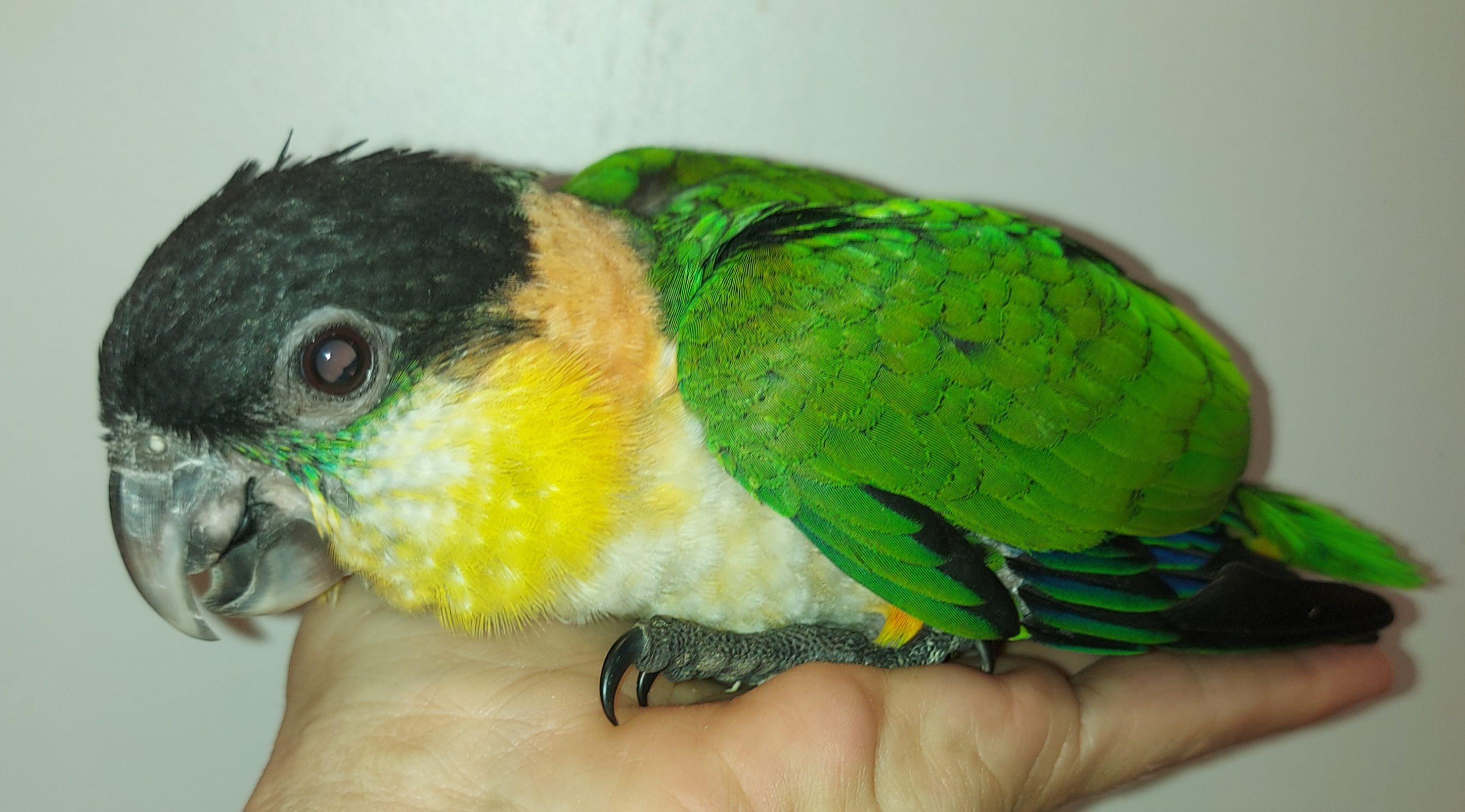 Zwartkop caique