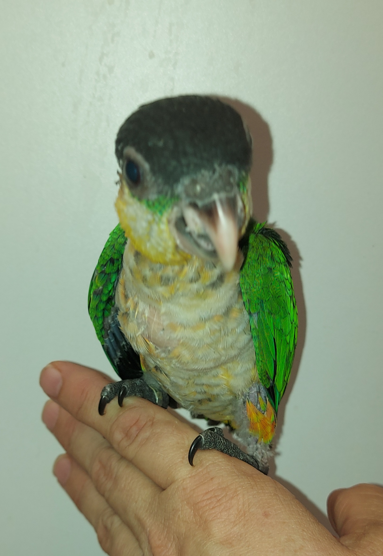 Zwartkop caique